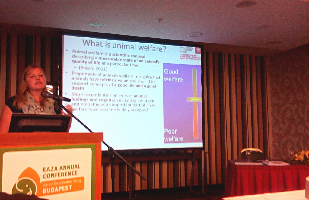 what is animal welfare