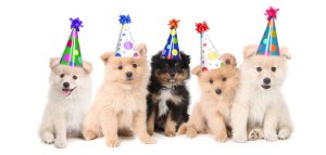 puppy-feest1
