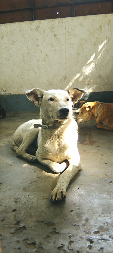 dog waiting for the surgery  