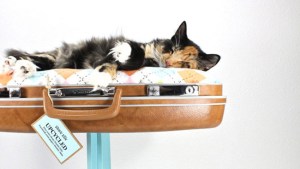 il_570xn-565740781_grxq