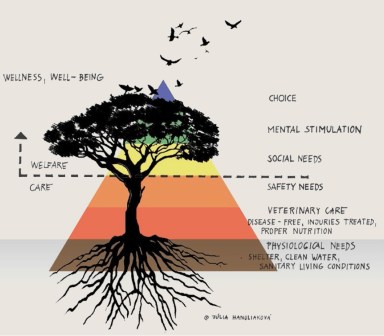 Piramida nevoilor  - WAZA