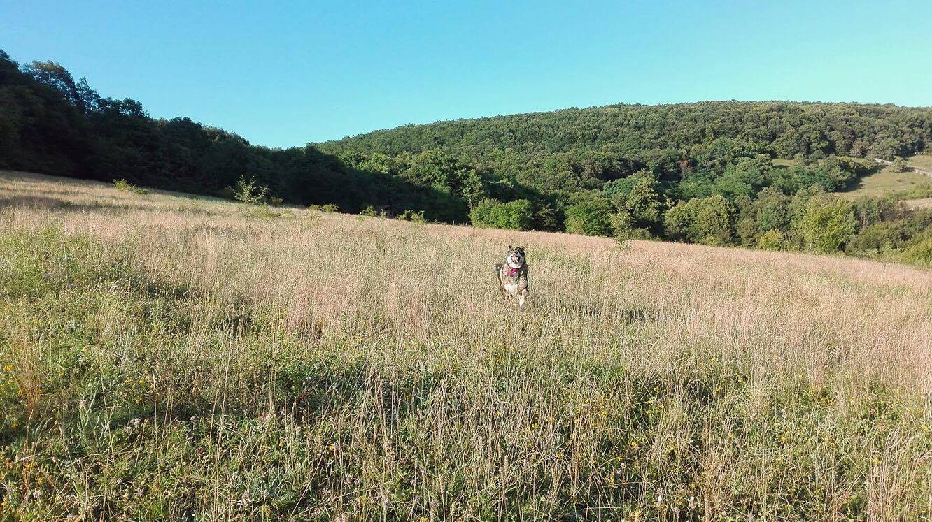 13588802_1109817482390192_1205946403_o