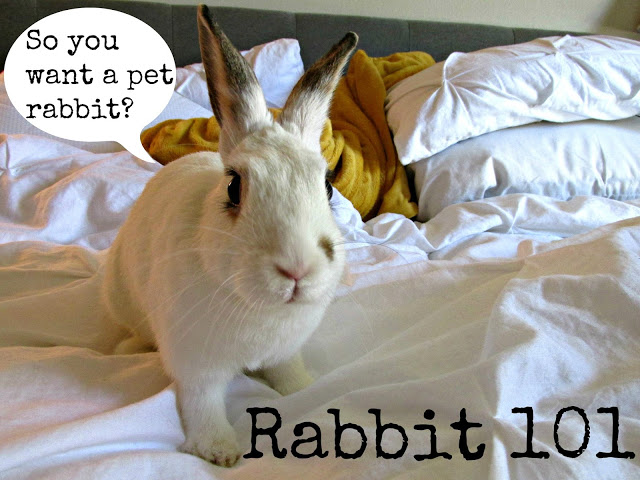 rabbit-101