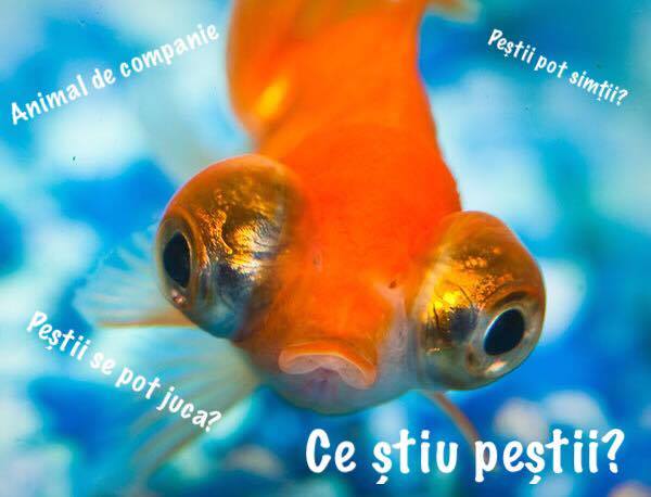 Ce știu peștii? – ediția a&nbsp;13-a