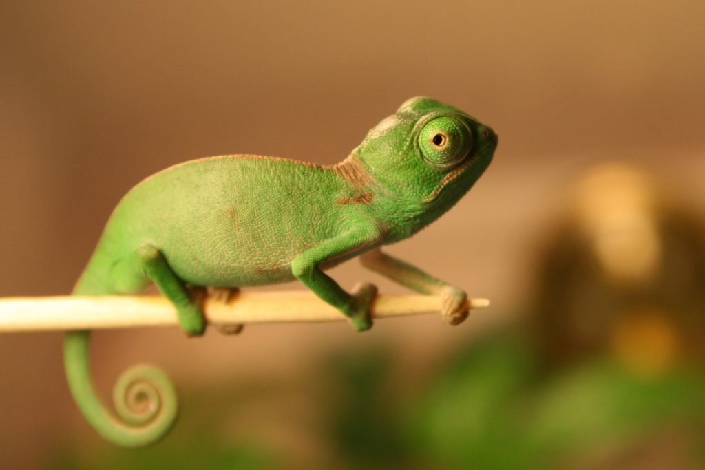 Cameleonul ca animal de companie? – ediția&nbsp;29