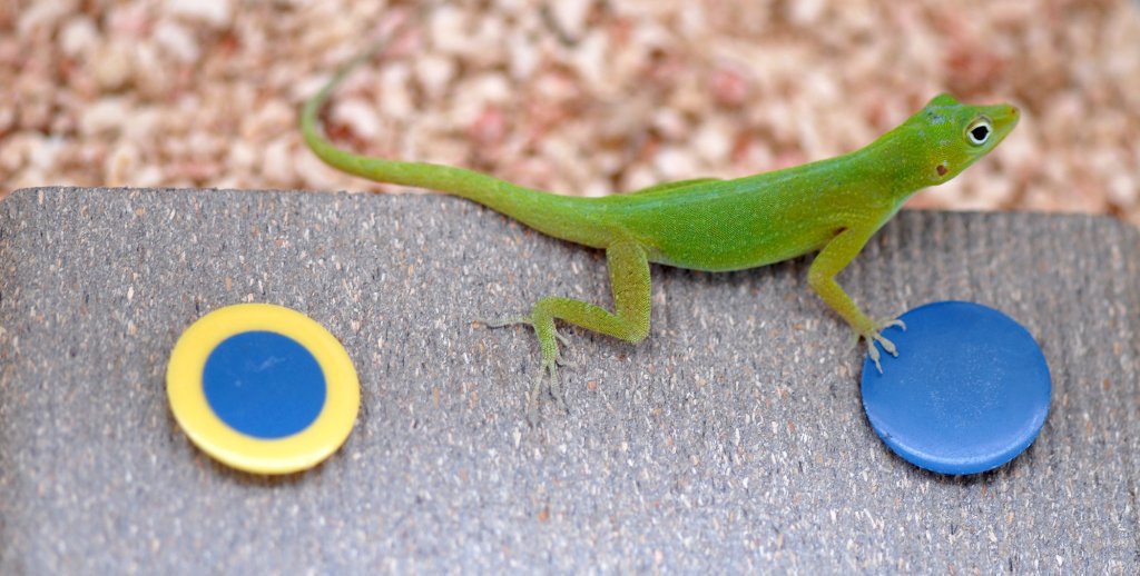 Animal de companie – ediția 35 – Reptilele și&nbsp;inteligența