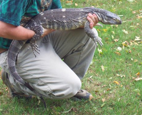 Animal de companie - editia 35 - imagine II varan cu gat negru