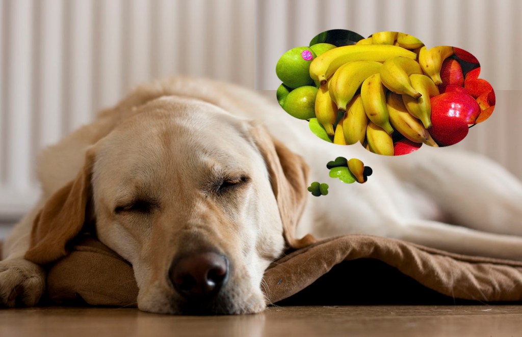 Legume și fructe pentru&nbsp;câini?