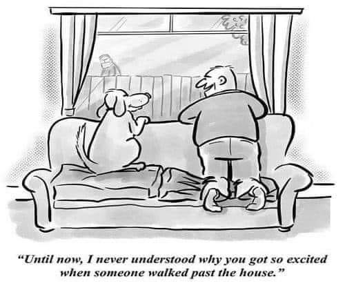 Câinii și izolarea de&nbsp;Covid-19