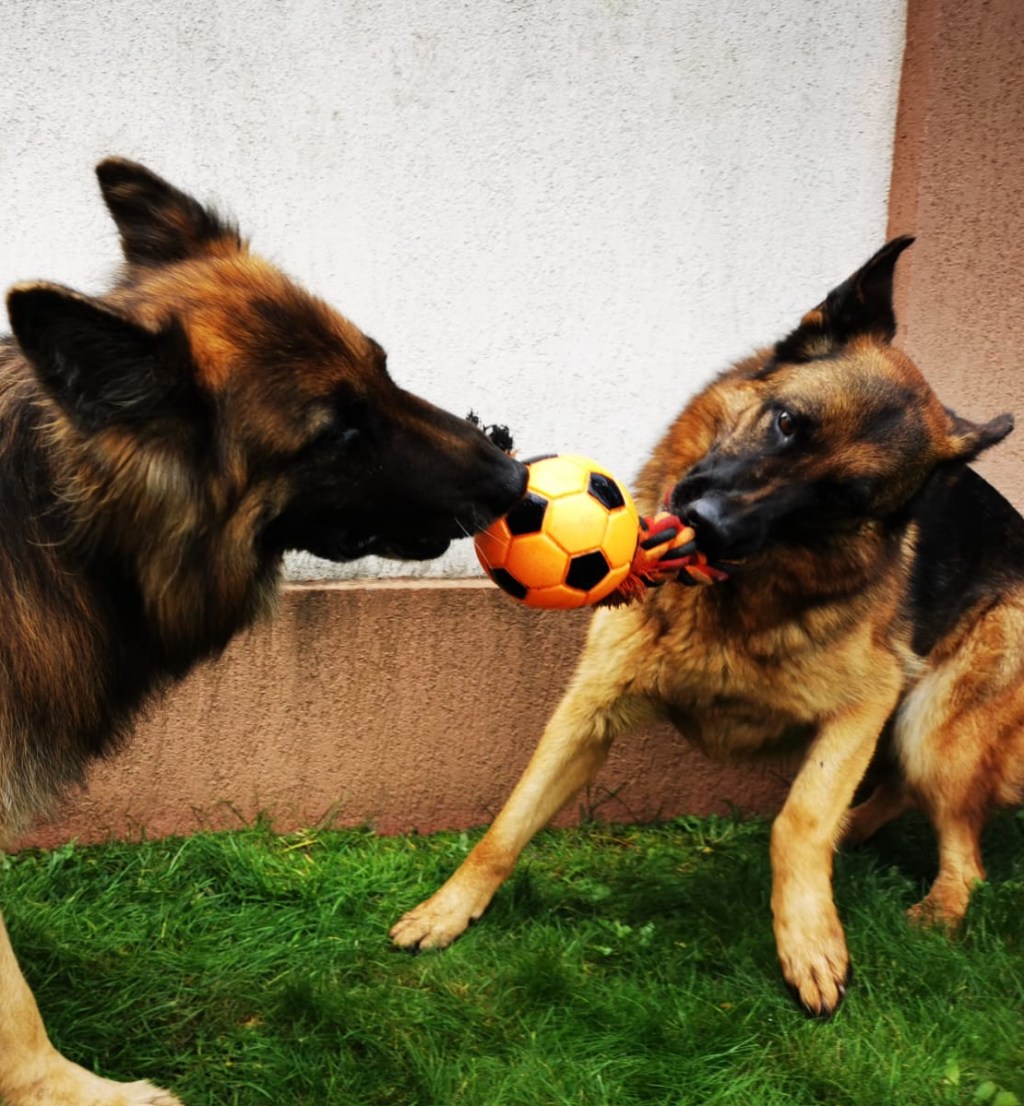 Leia, mingea și mâncarea (desensibilizare)