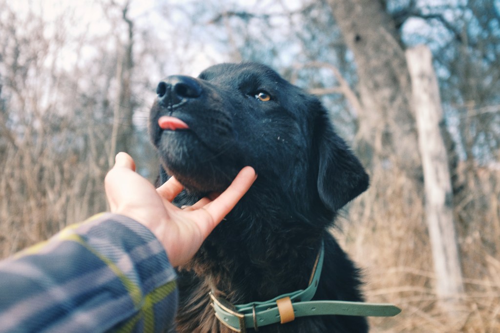 Am adoptat un&nbsp;câine